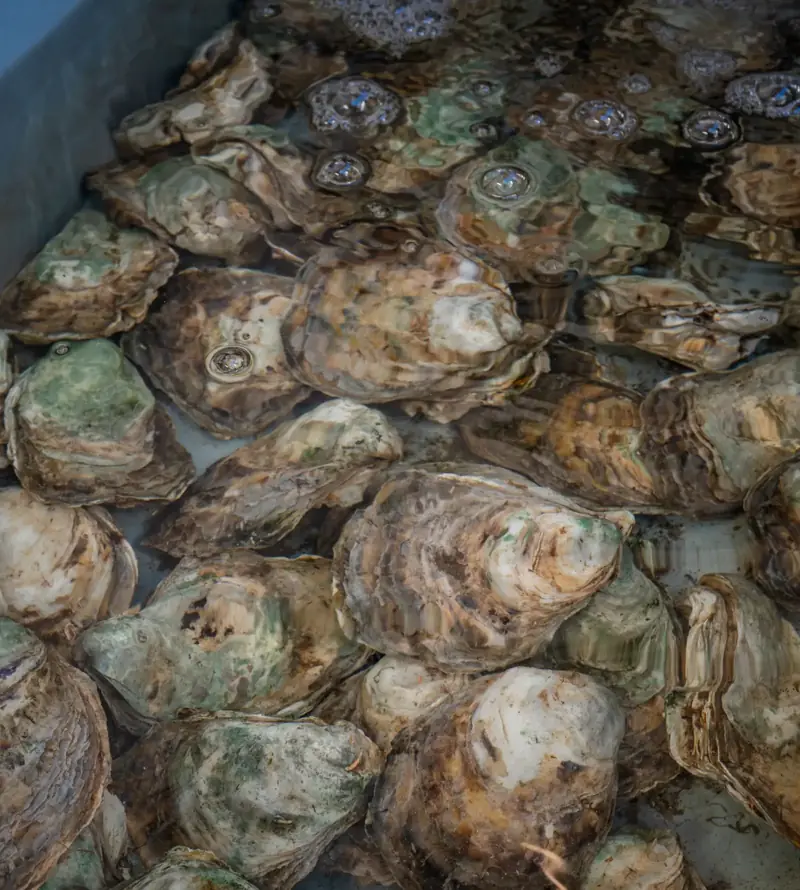 Premium Oyster Platter at JUZE Koh Samui